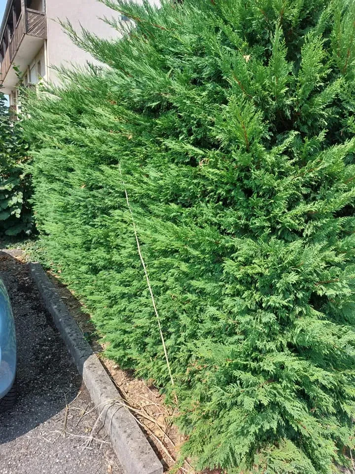 Débroussaillage près de Villefontaine